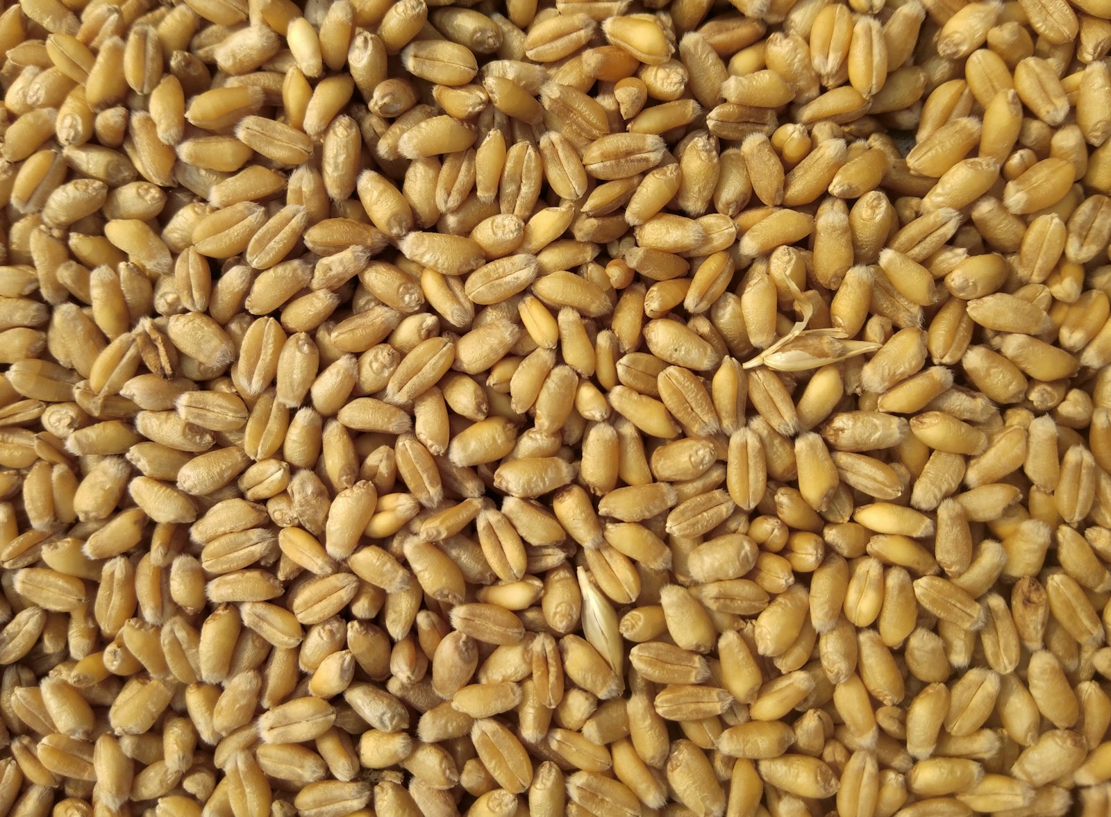 Whole organic wheat berries before stone milling